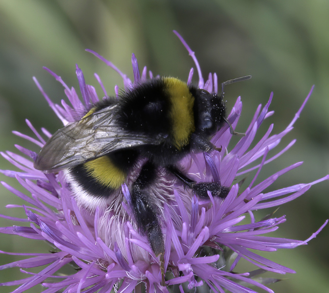 Bombus terrestris? Bombus sp. gr. terrestris